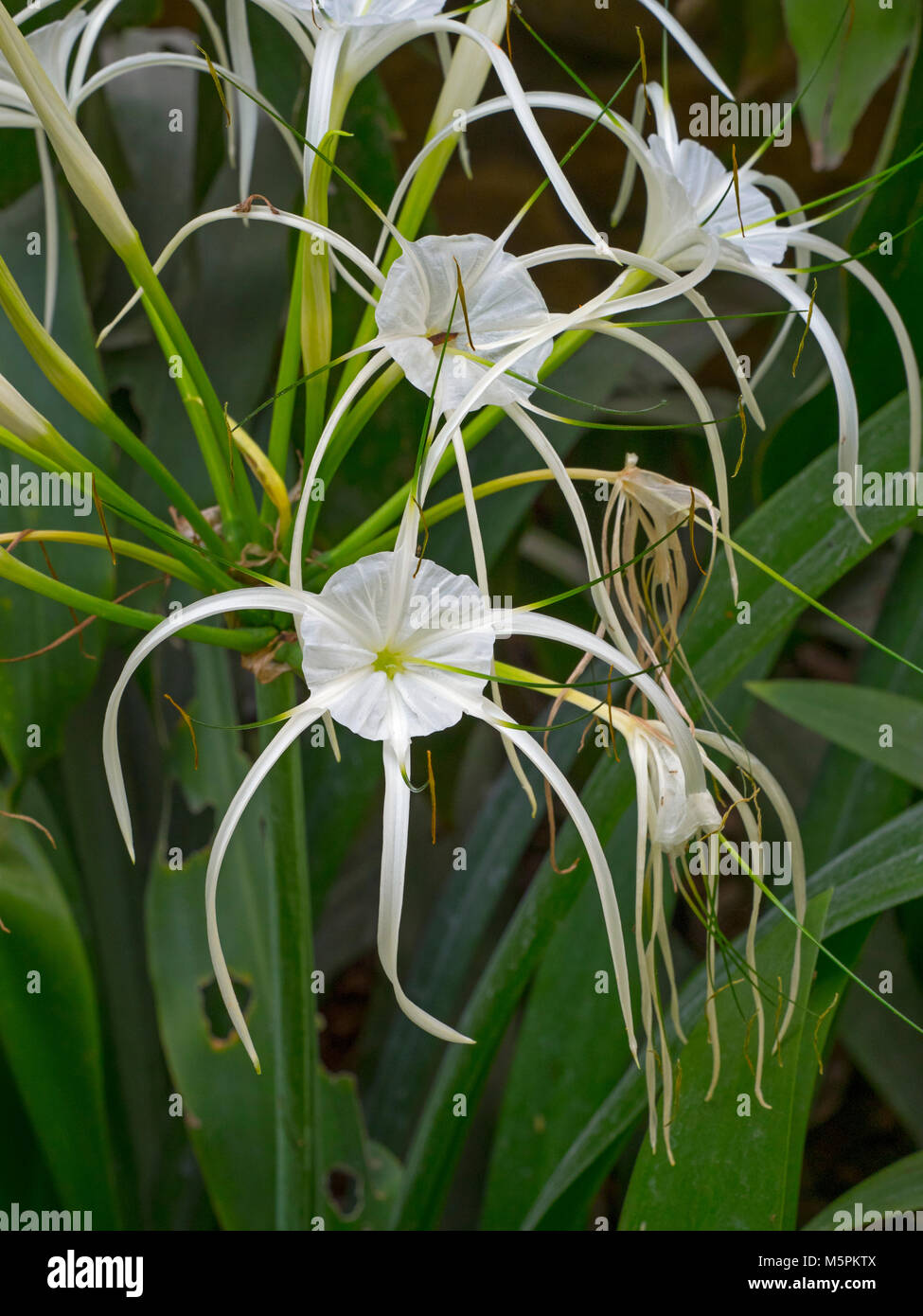 white spider lily flower Crinum asiaticum  Northern Thailand Stock Photo