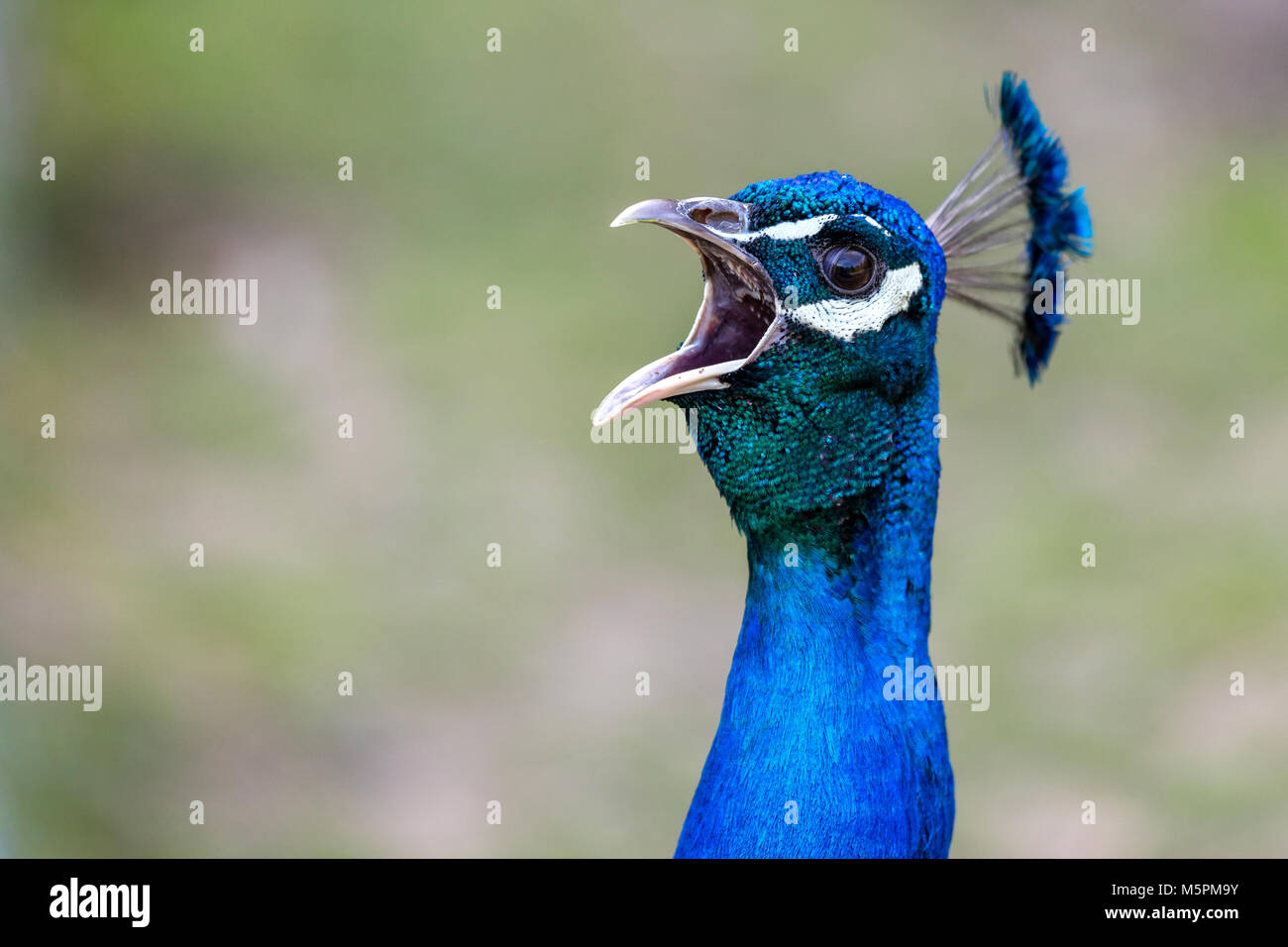 Peacock portrait Stock Photo