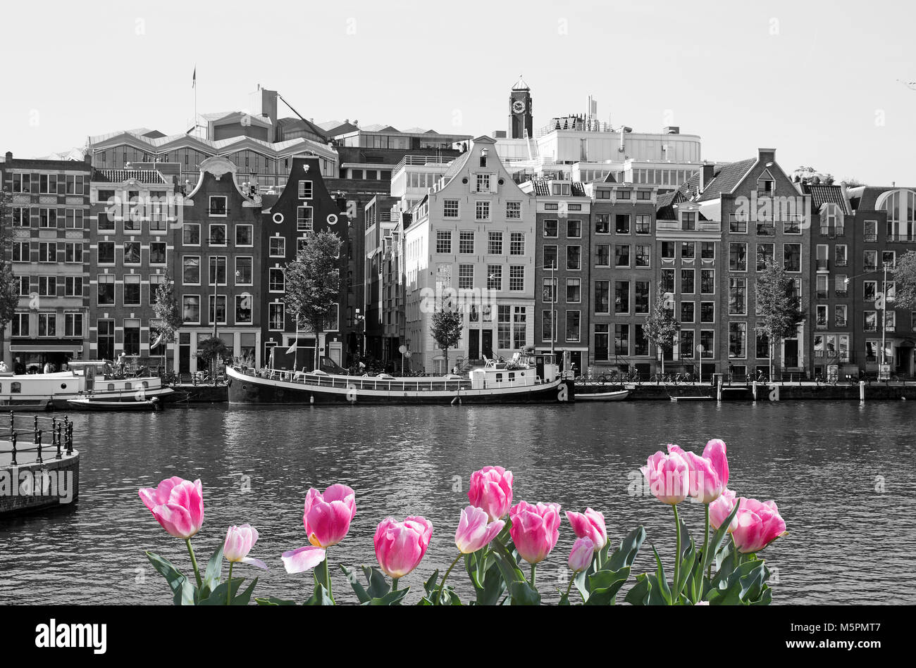 Black and white cityscape of Amsterdam with pink tulips Stock Photo