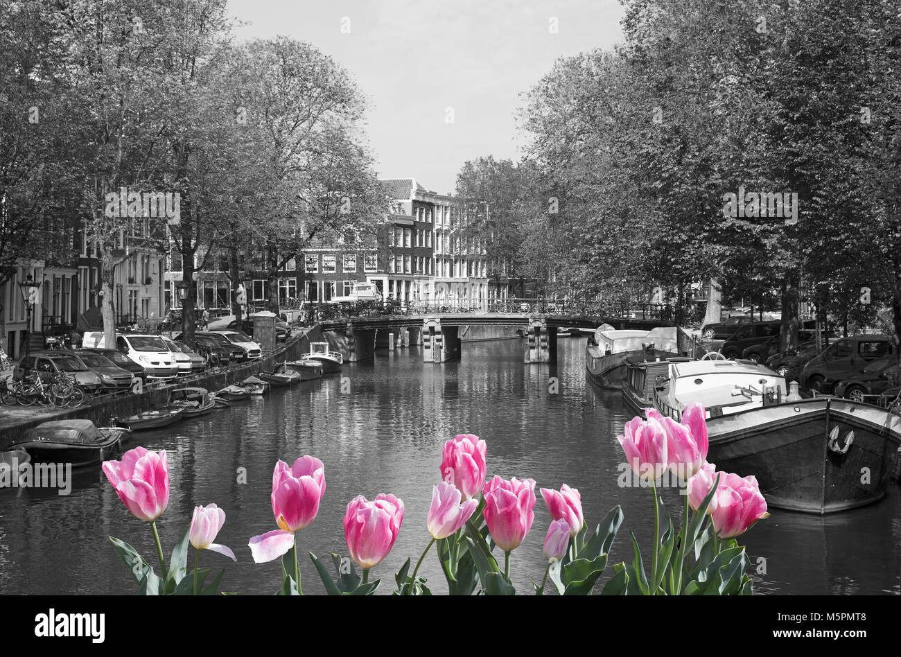 Black and white cityscape of Amsterdam with pink tulips Stock Photo