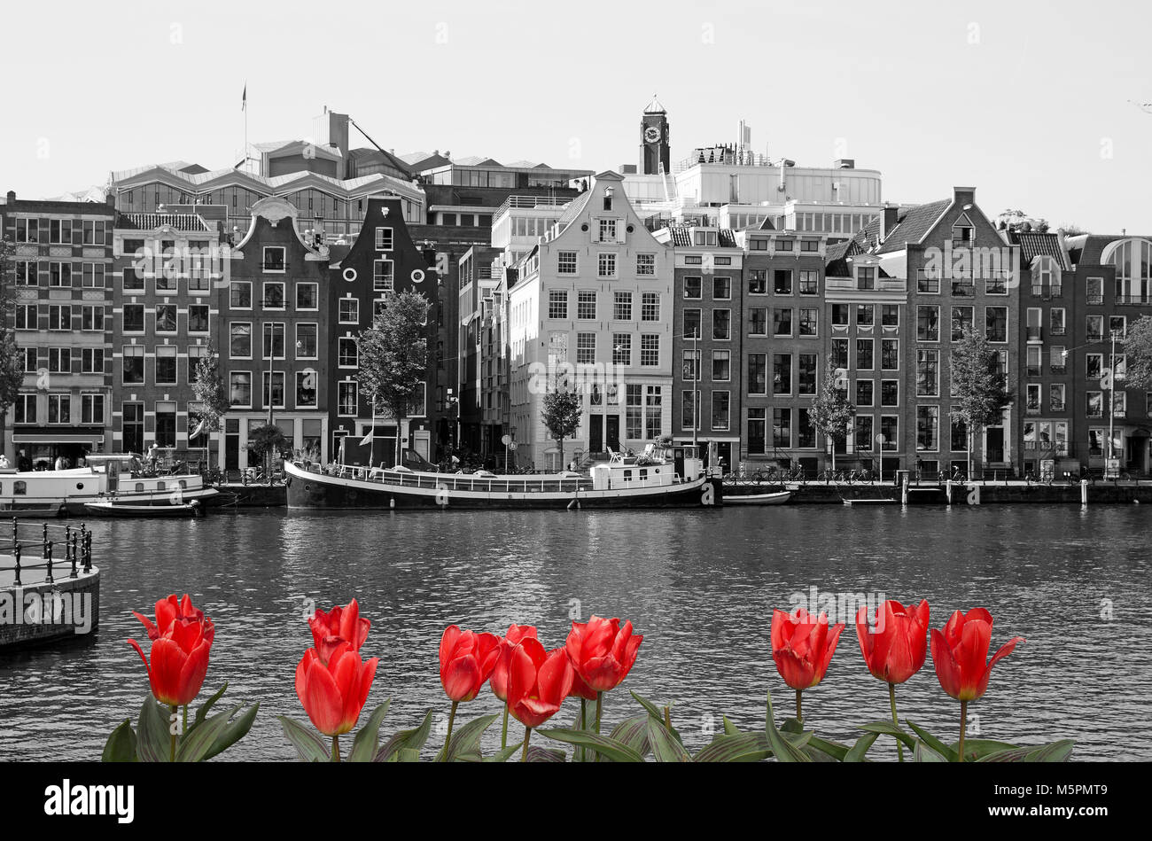 Black and white view of Amsterdam canal with colourful tulips on front Stock Photo