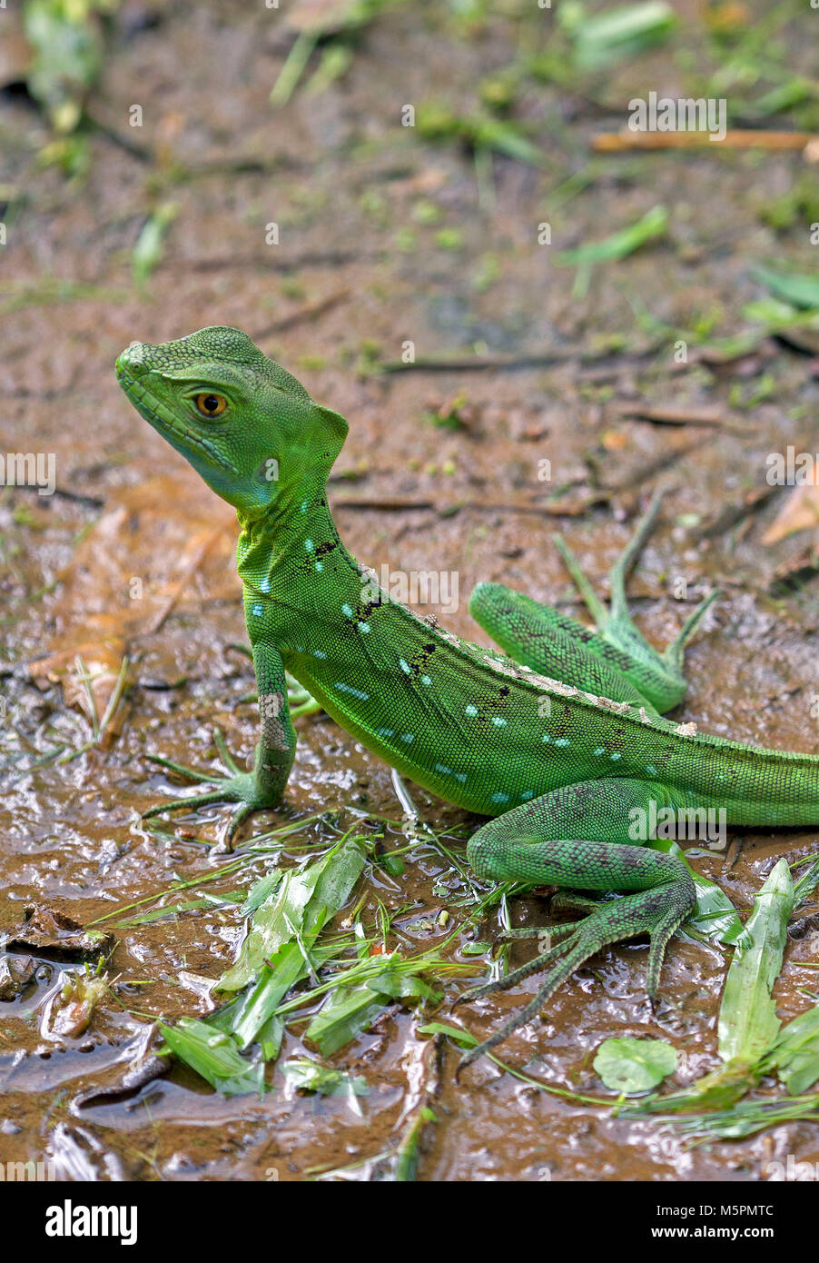 Green basilisk lizard taken in the jungle of Costa Rica Stock Photo