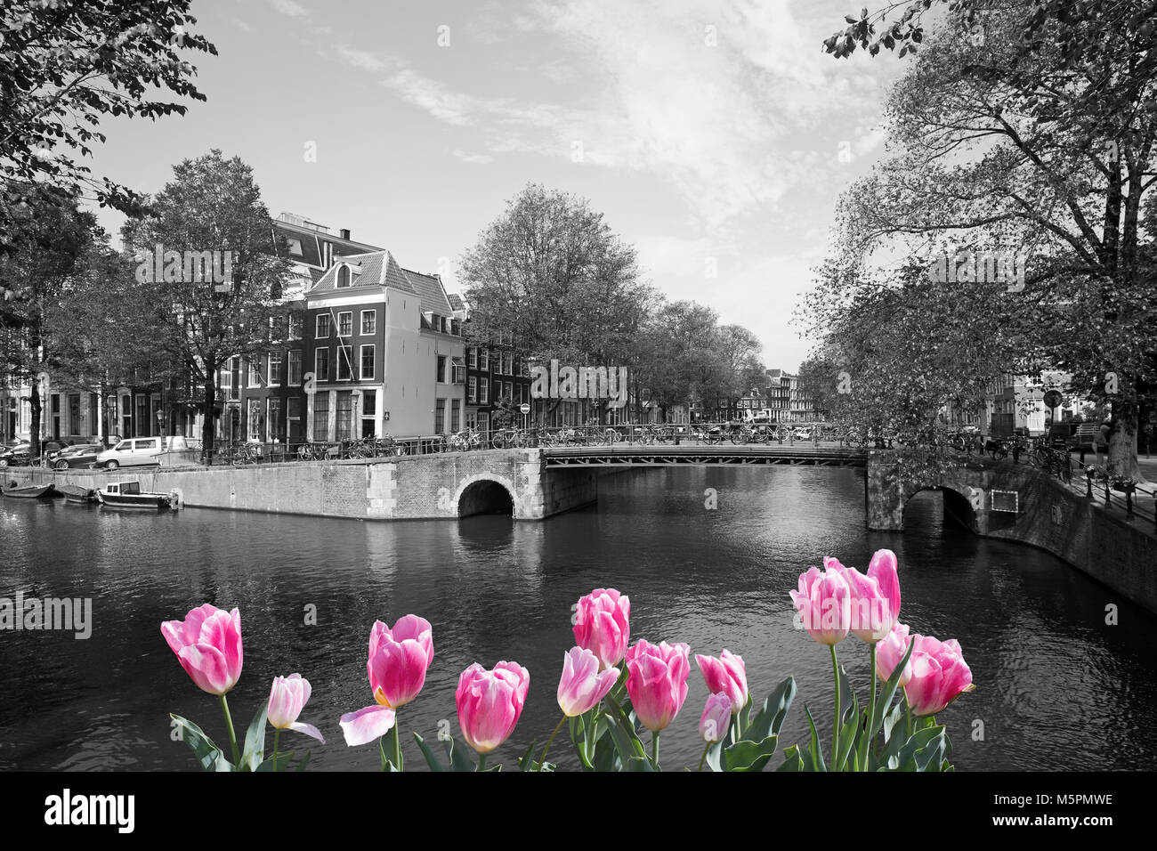 Black and white view of Amsterdam canal with colourful tulips on front Stock Photo