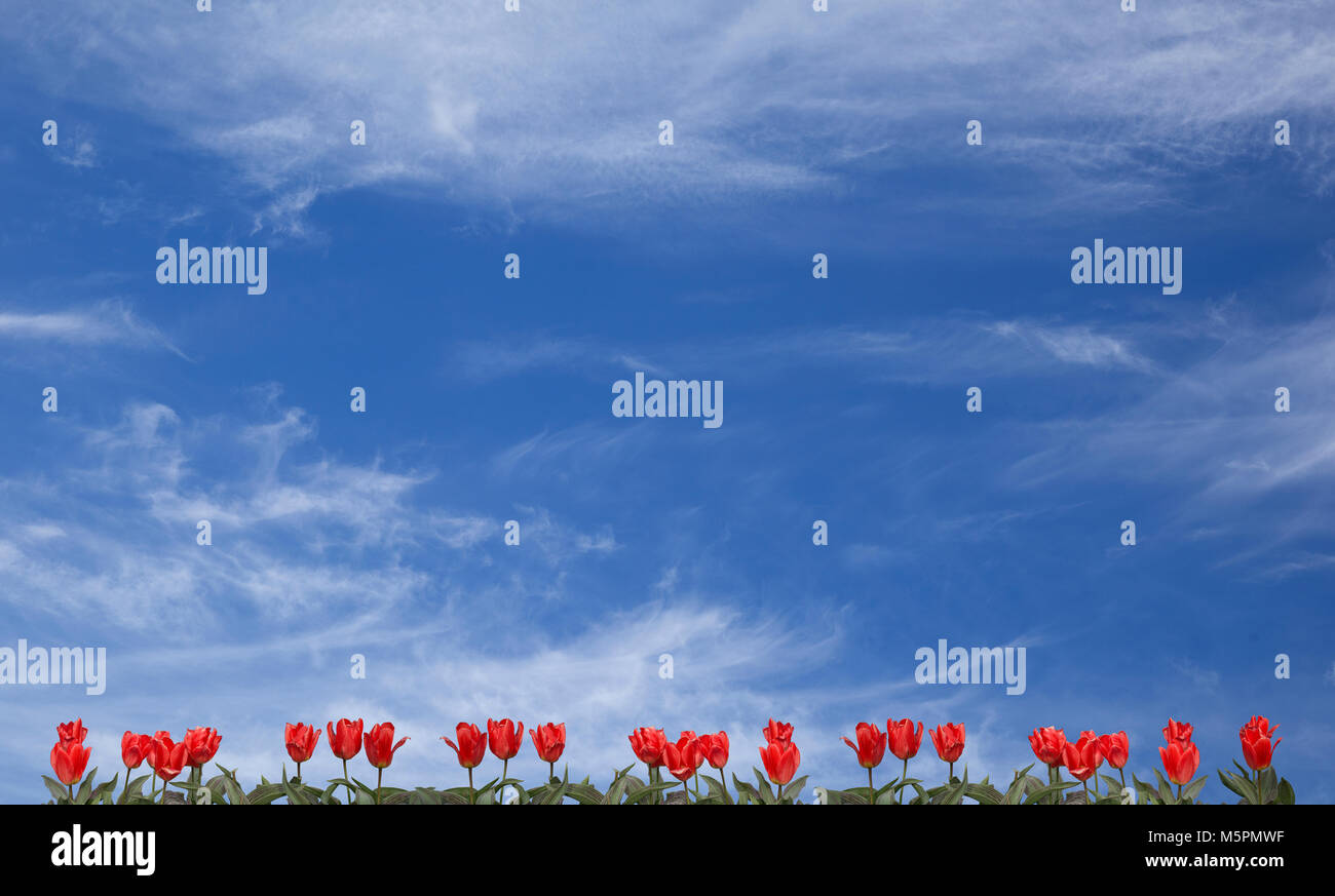 Blue sky background with little red tulips Stock Photo - Alamy