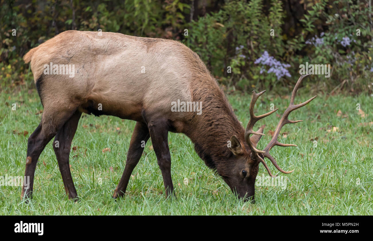 Eating elk hires stock photography and images Alamy