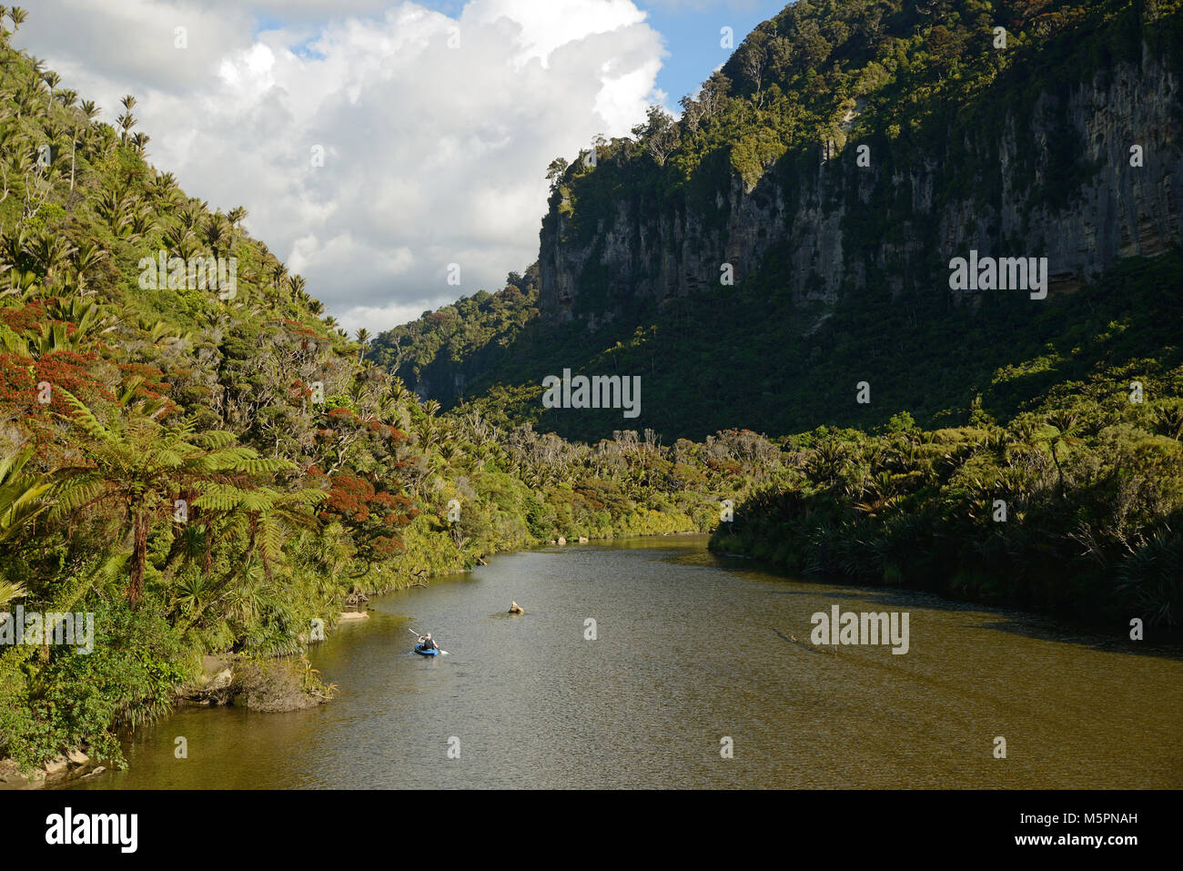 A man in a slalom kayak checks out a New Zealand stream as it flows through a patch of rata and nikau forest near Punakaiki Stock Photo