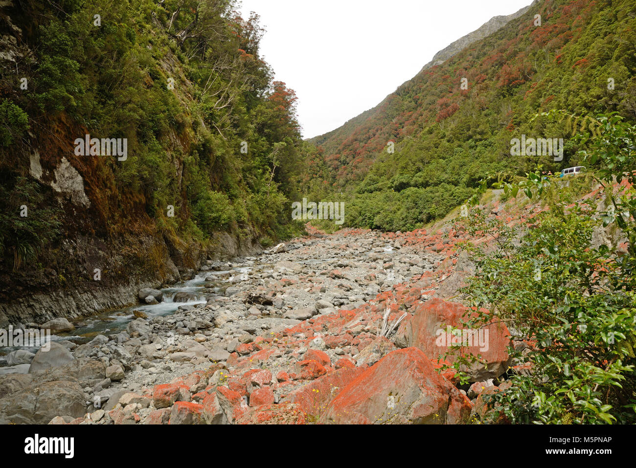Nz Southern Rata Flowers of New Zealand Southern Rata brighten the day for visitors to ...
