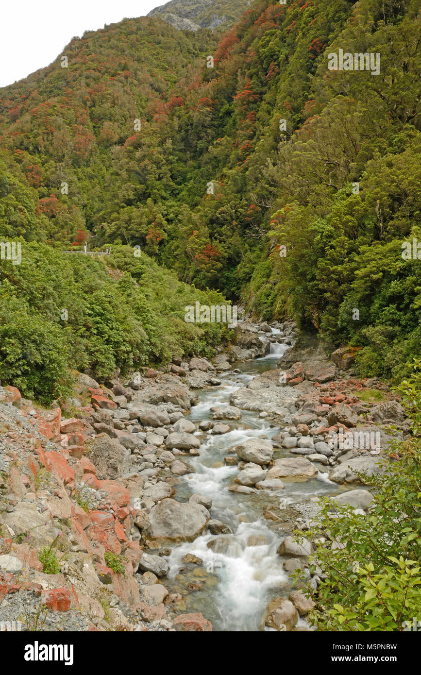 Nz Southern Rata Flowers of New Zealand Southern Rata brighten the day for visitors to ...