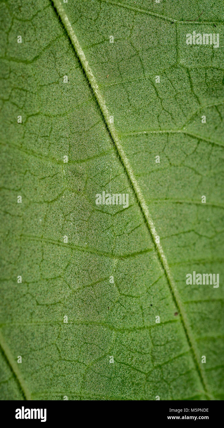 Green leaf vein texture background. Macro look of leaf texture Stock ...