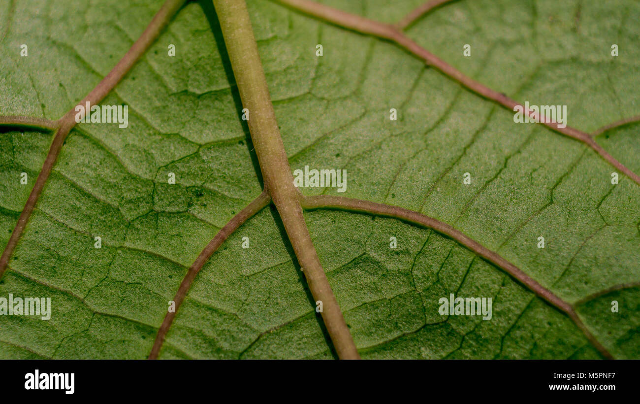 Green leaf vein texture background. Macro look of leaf texture Stock ...