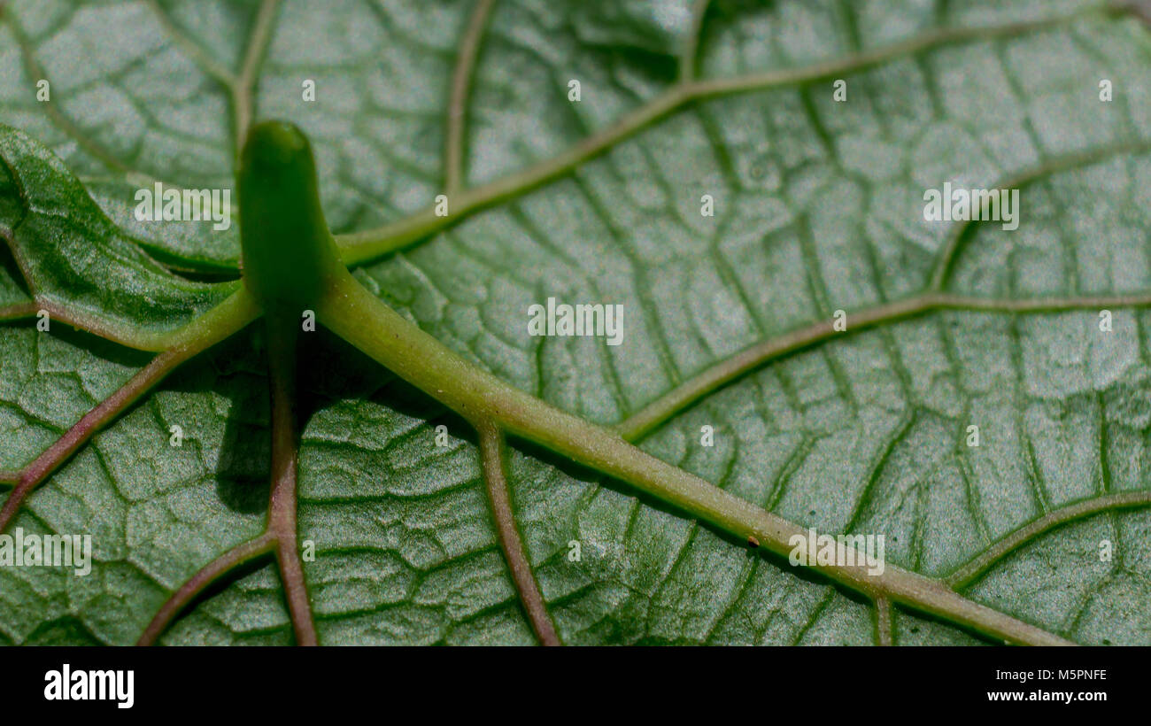 Green leaf vein texture background. Macro look of leaf texture Stock ...