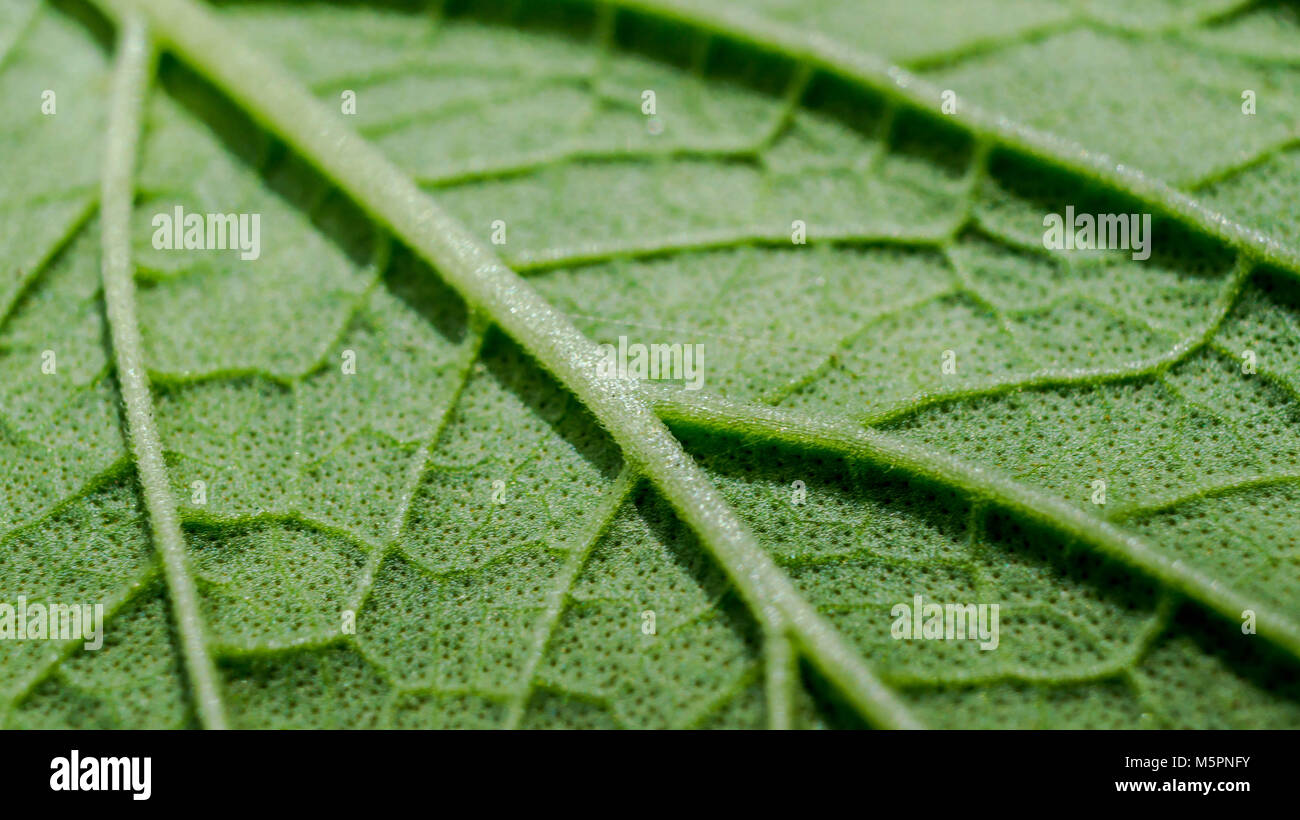 Green leaf vein texture background. Macro look of leaf texture Stock ...