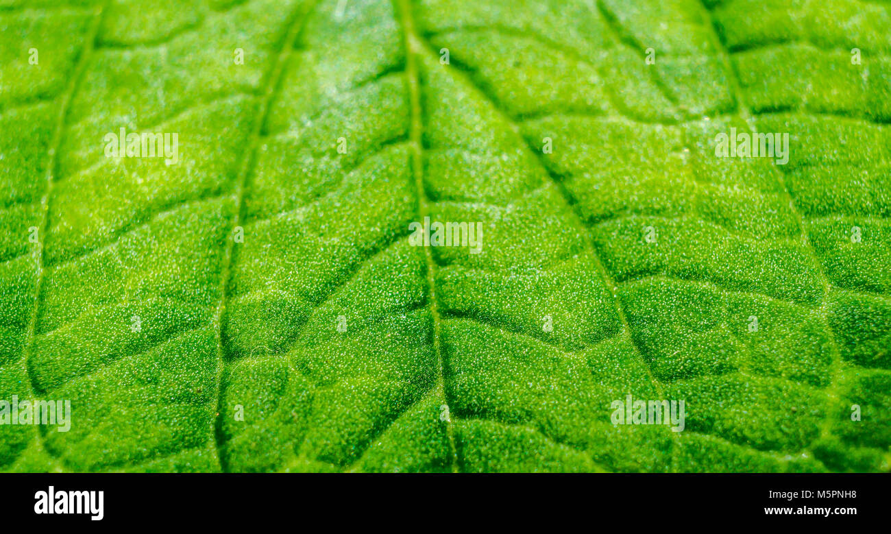 Green leaf vein texture background. Macro look of leaf texture Stock ...