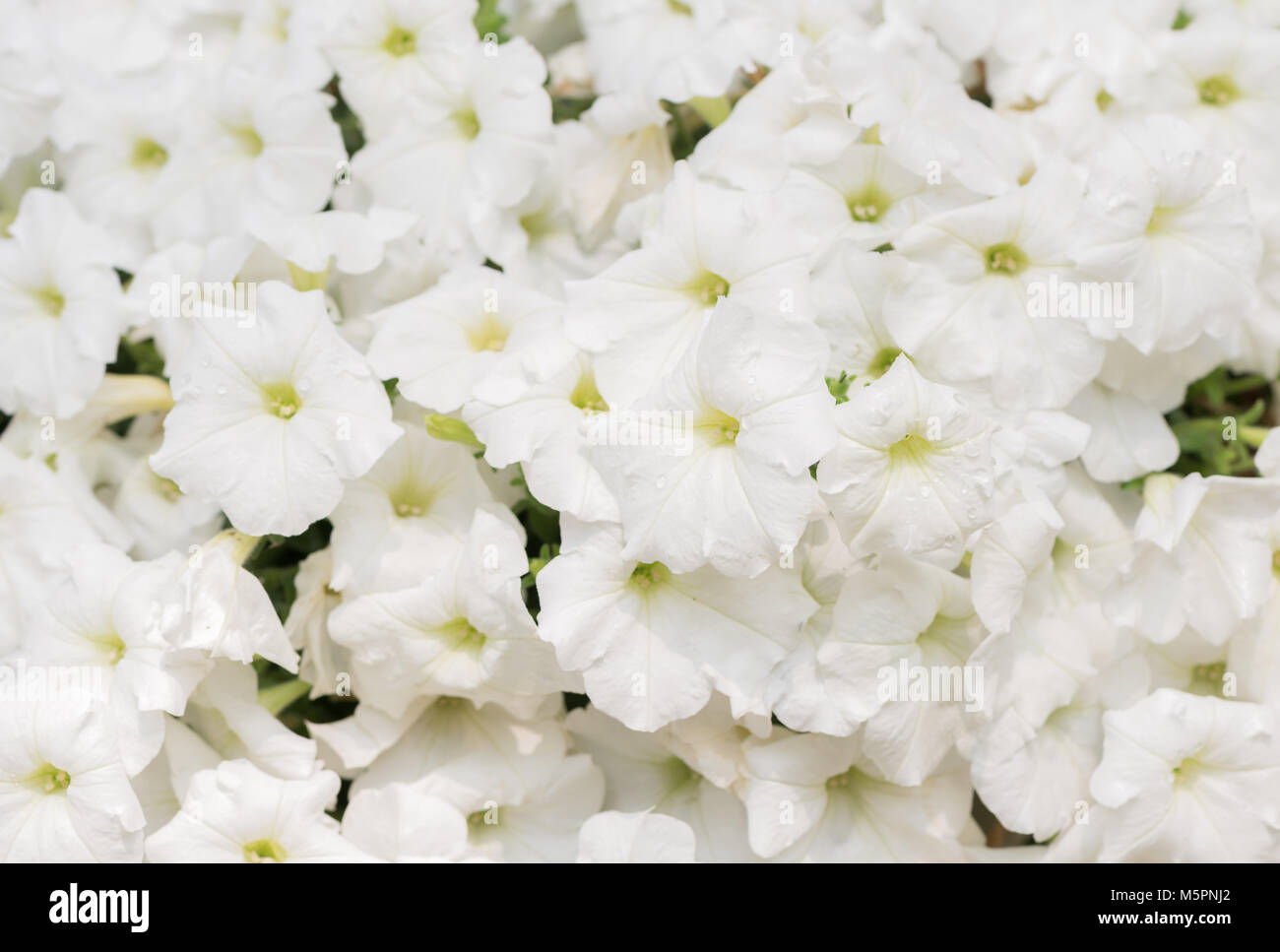 beautiful white Petunia flower on top view, flower background concept Stock Photo