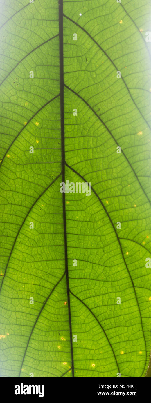 Green leaf vein texture background. Macro look of leaf texture Stock ...