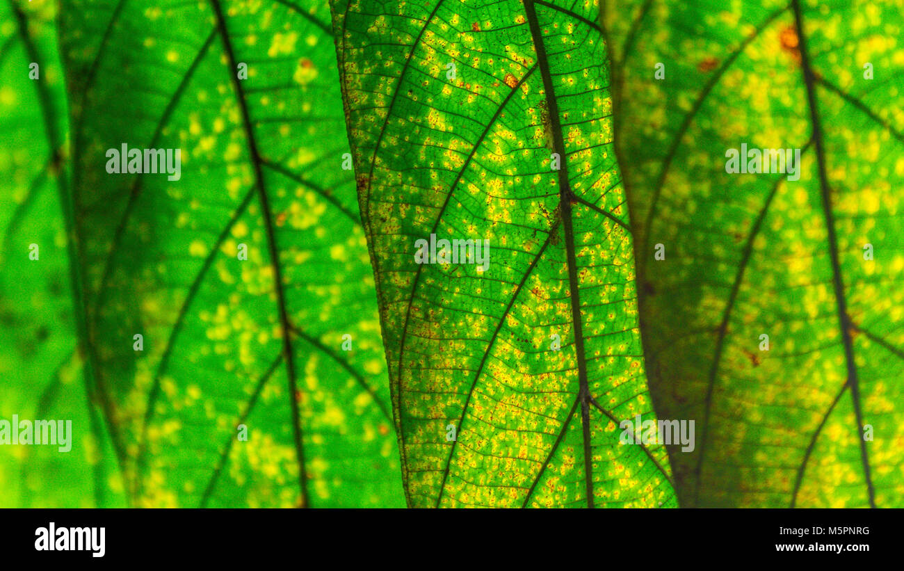 Green leaf vein texture background. Macro look of leaf texture Stock ...