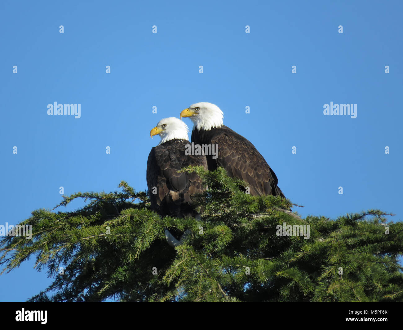 Two adult bald eagles (Haliaeetus leucocephalus) on a conifer tree near Padilla Bay in Washington State, USA Stock Photo