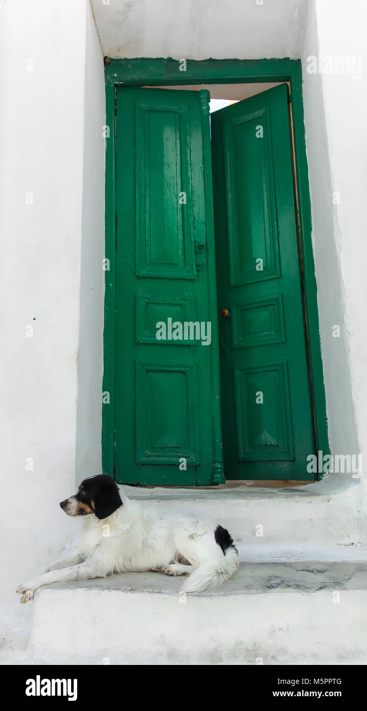 Village Dog sitting on a step outside  a big green wooden door in Mykonos, Greece. Travel destinations Stock Photo