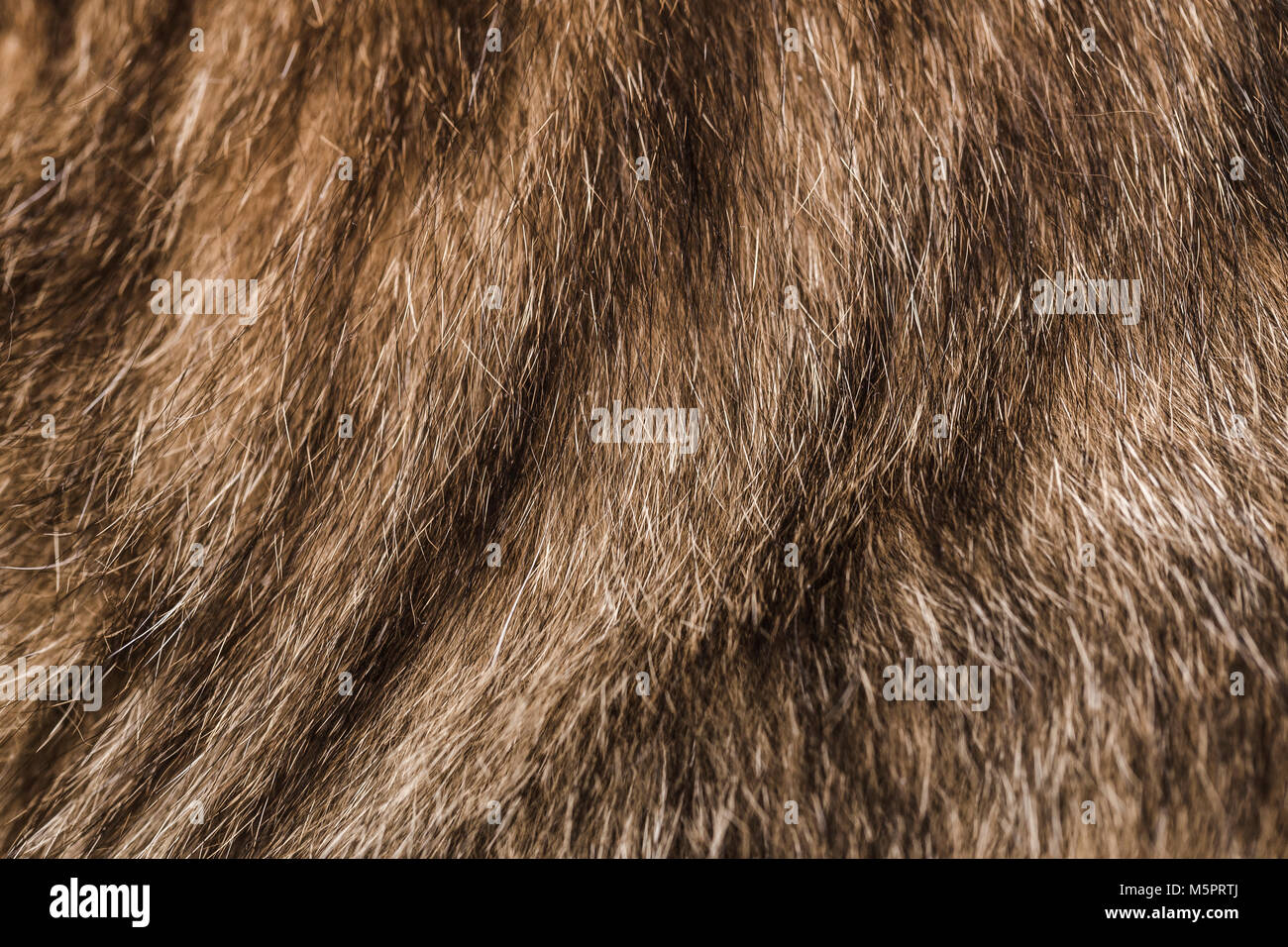 texture of a cat's fur, close-up image, background photo Stock Photo