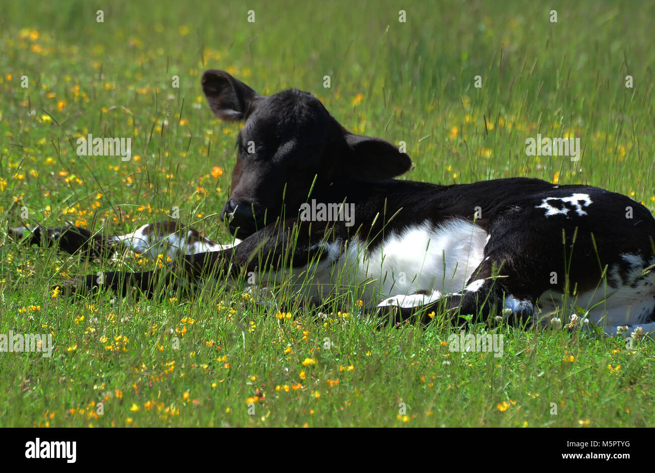 Young black and white calf sleeping in the long grass, uk Stock Photo ...