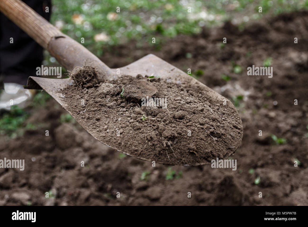 Shovel close up digs plant hi-res stock photography and images - Alamy