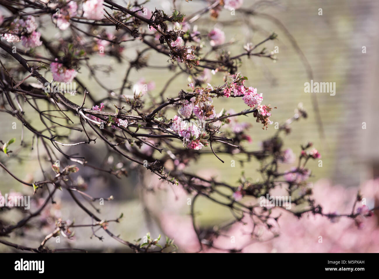 Cherry Blossom, showing early signs of Spring, Drury Lane Gardens, Covent Garden, West End, Central  London, UK Stock Photo