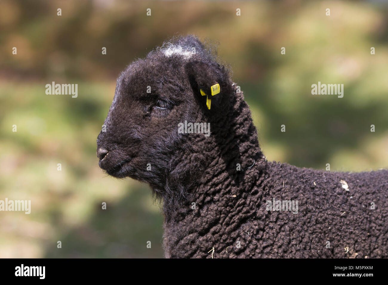 Coopworth sheep and lambs Stock Photo