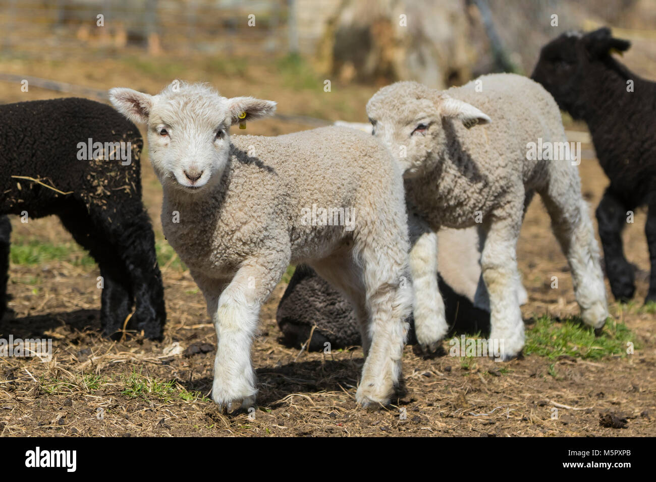 Coopworth sheep and lambs Stock Photo