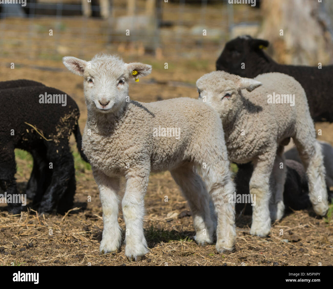 Coopworth sheep and lambs Stock Photo Alamy