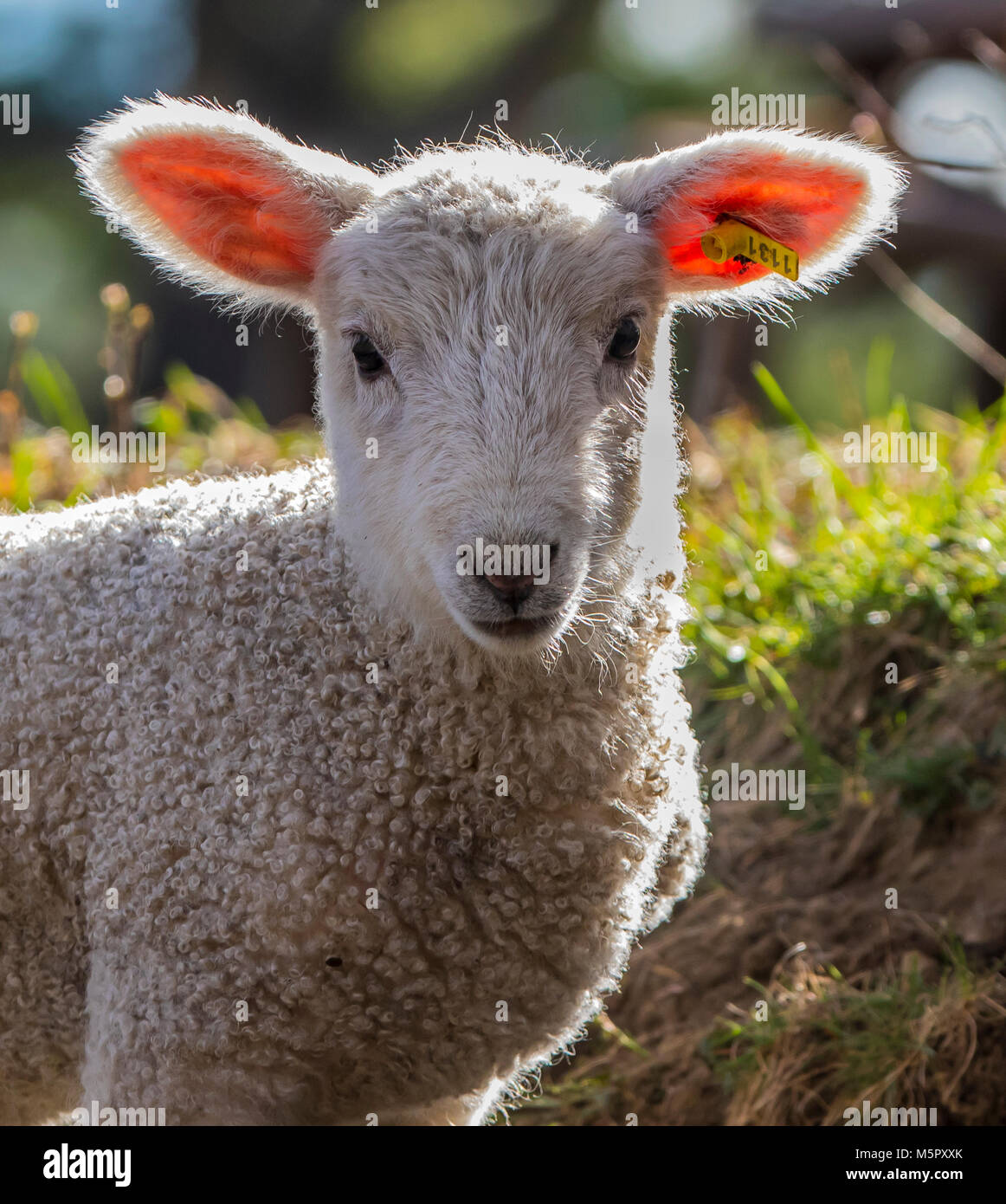 Coopworth sheep and lambs Stock Photo
