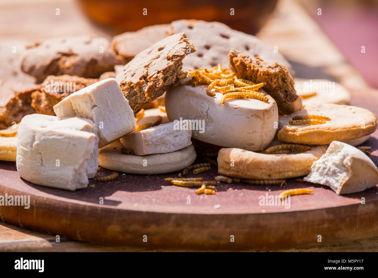 Imitation British naval rations of ships biscuits covered with maggots ...