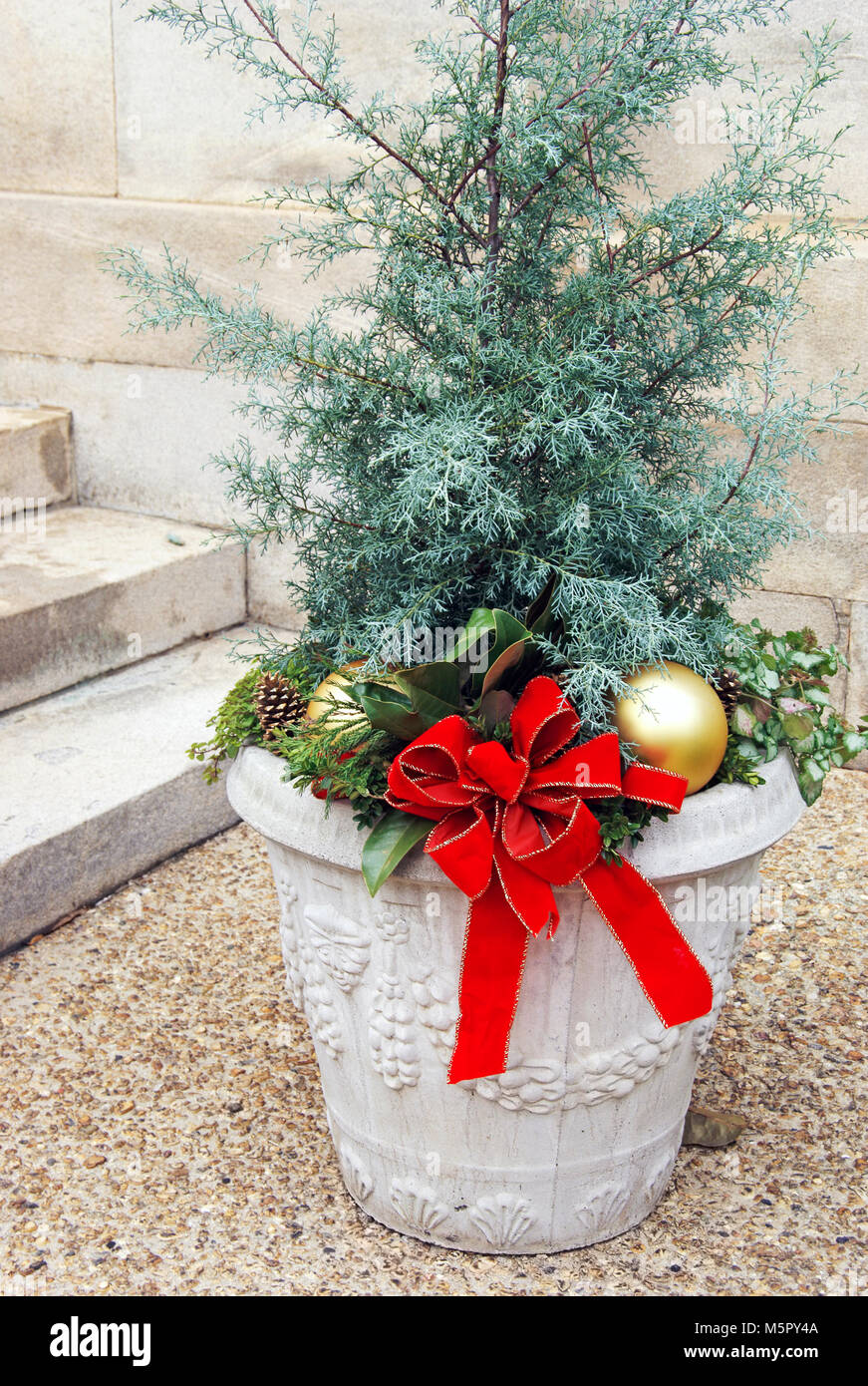 Christmas planter with Juniper bush Stock Photo Alamy