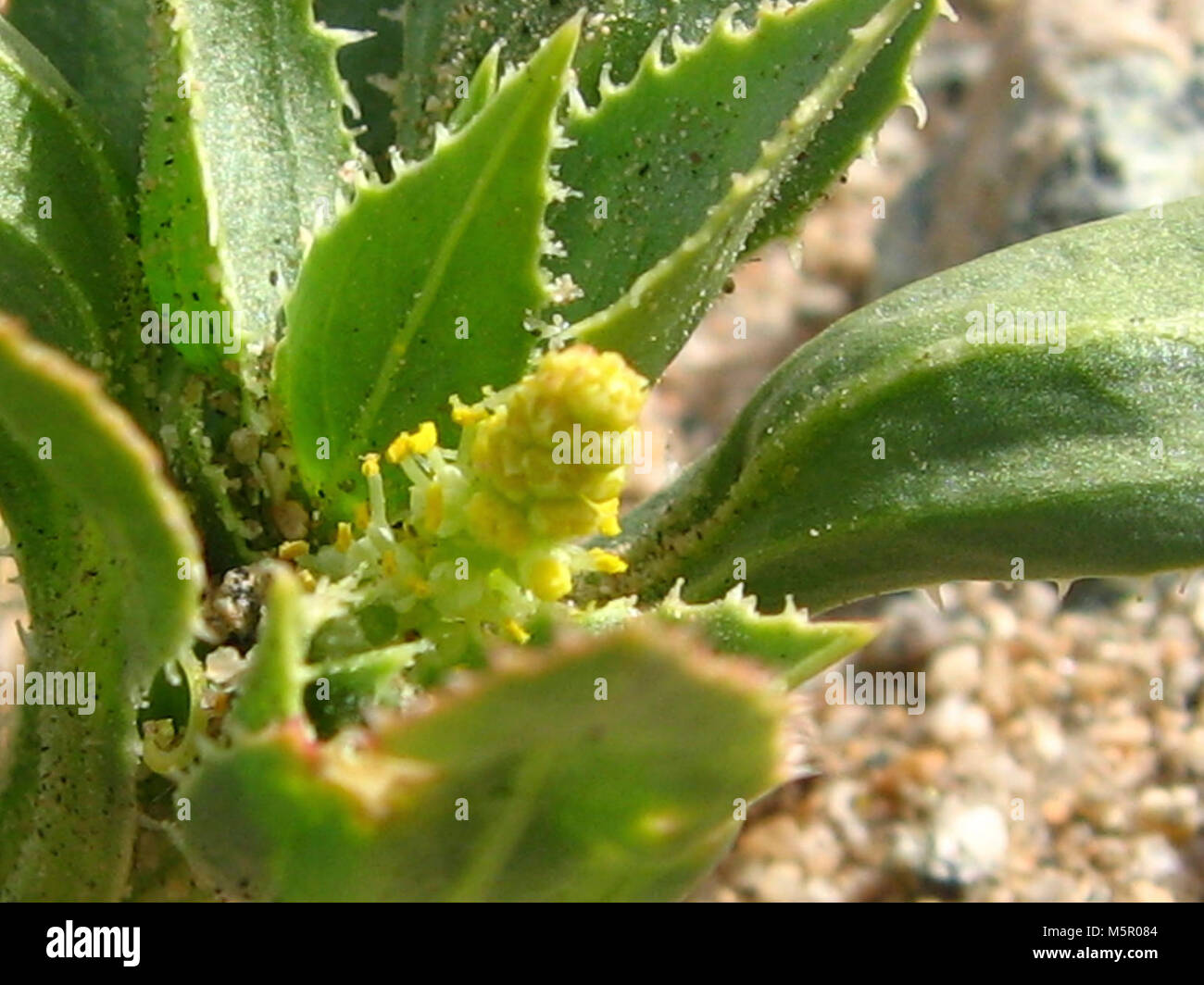 Annual toothleaf (Stillingia spinulosa); Pinto Basin . Stock Photo