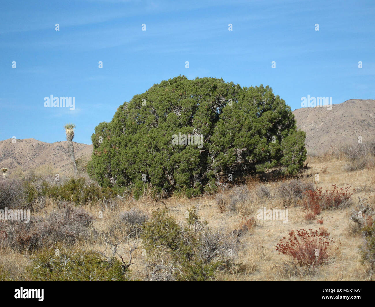 California juniper (Juniperus califonica); Juniper Flats area Stock