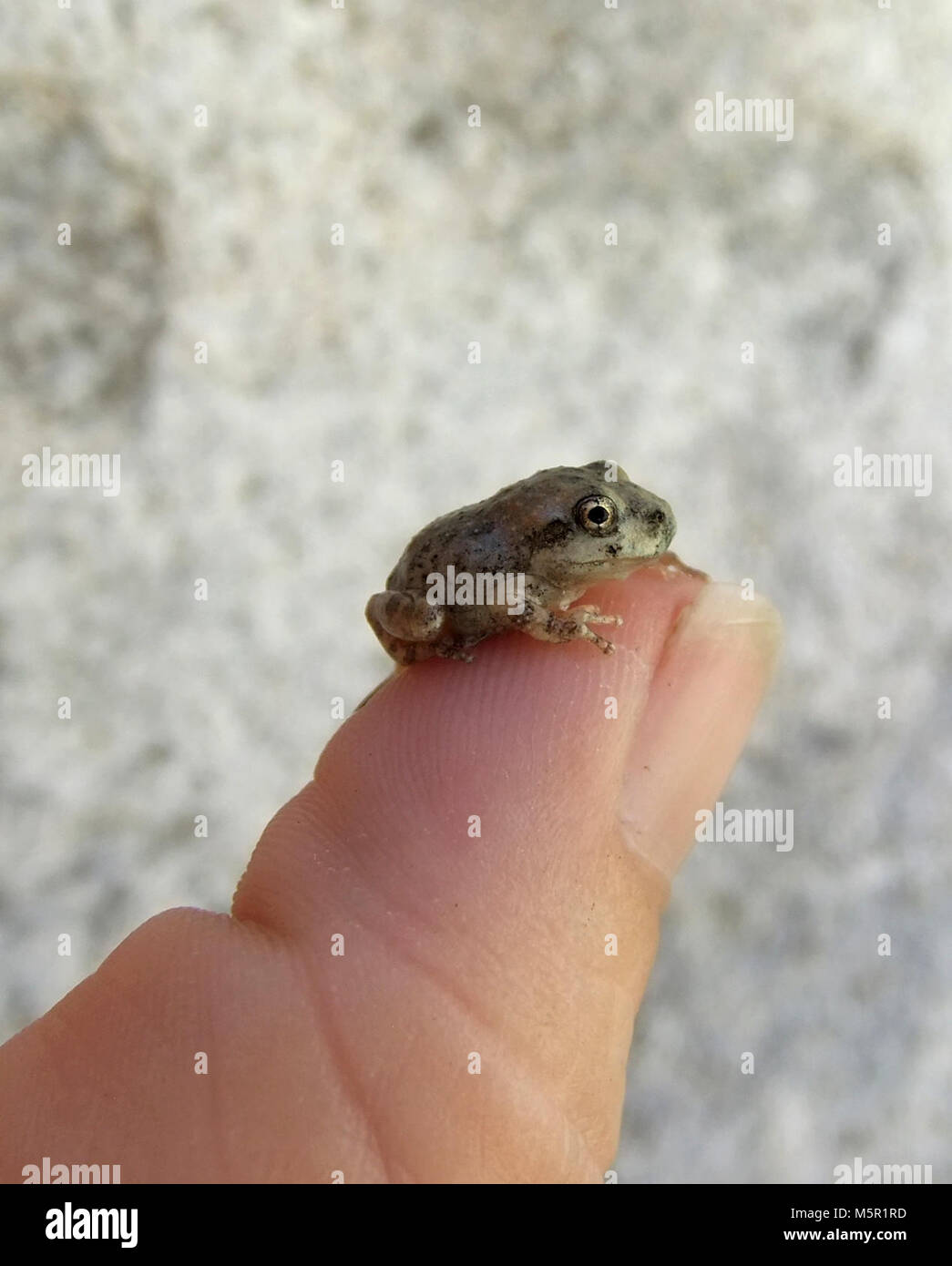 California tree frog (Pseudacris cadaverina); metamorph Stock Photo Alamy