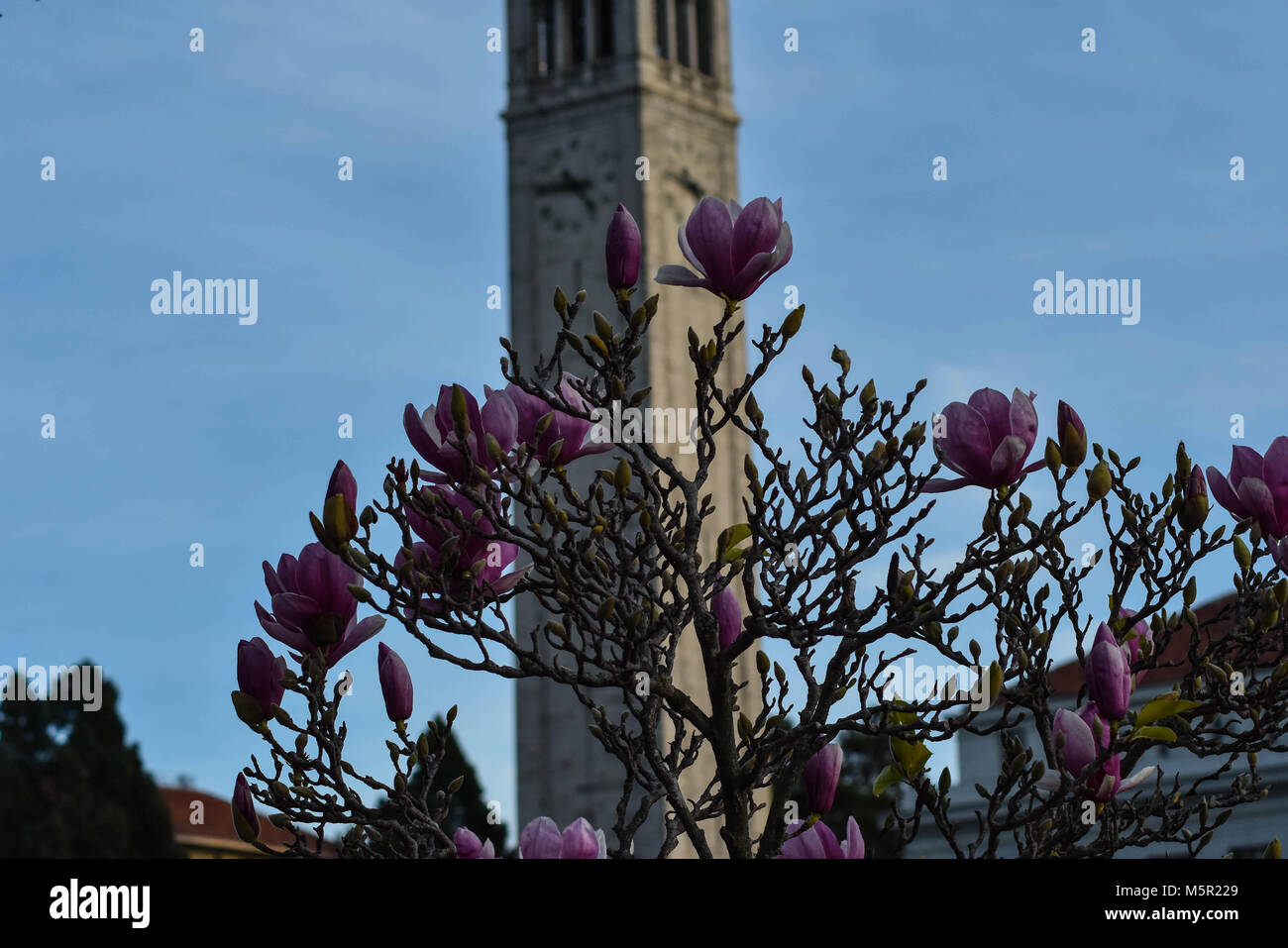 UC Berkeley's stunning campus contains natural and architectural beauty ...