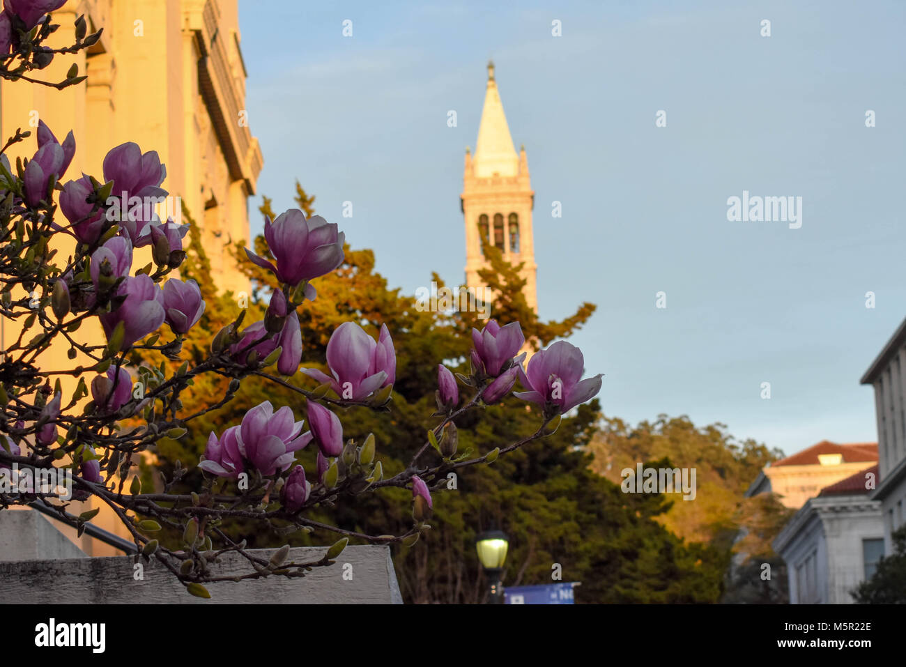UC Berkeley's stunning campus contains natural and architectural beauty in equal measure. Stock Photo