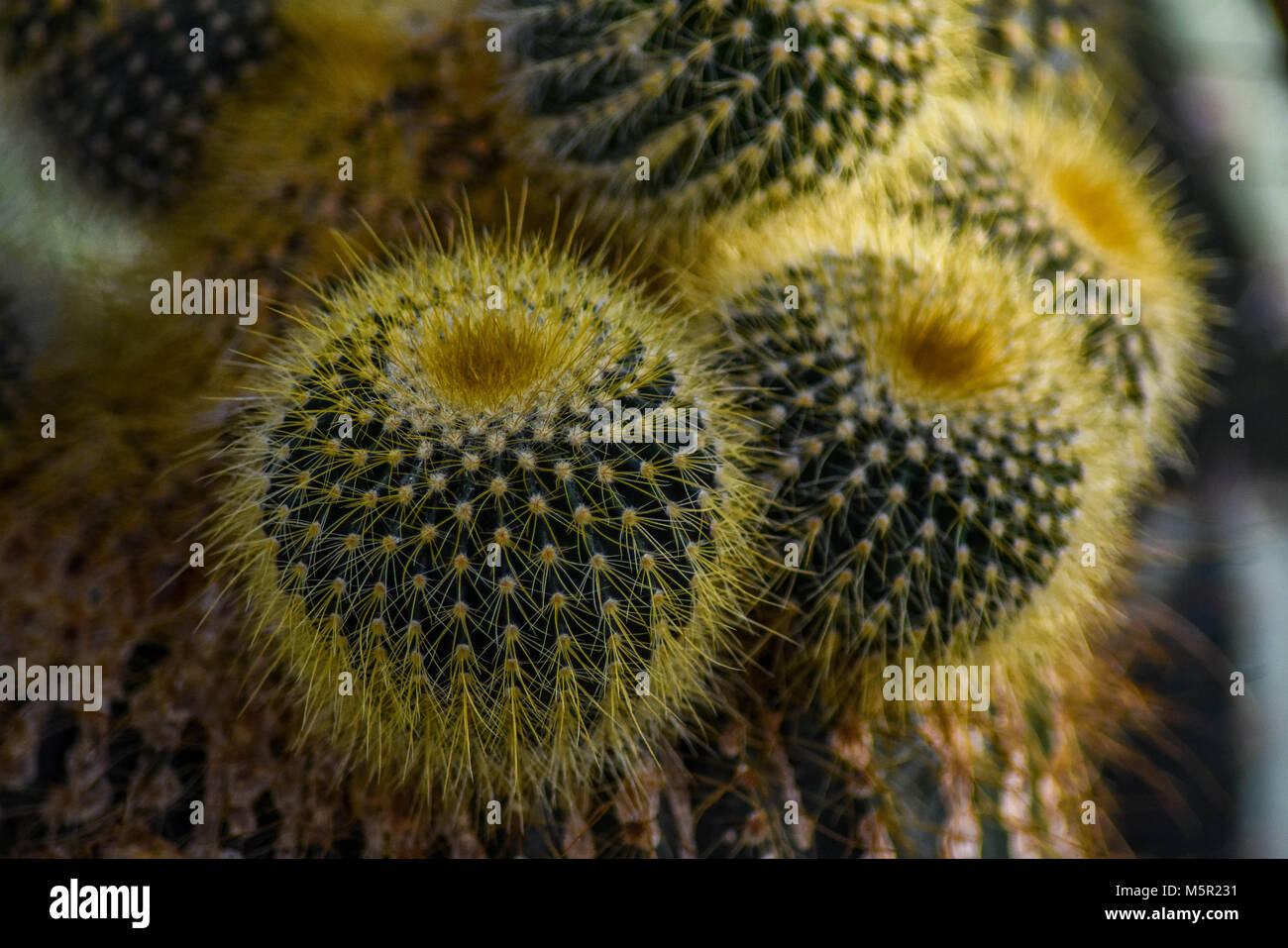 The Uc Berkeley Botanical Garden Is An Incredible Source Of