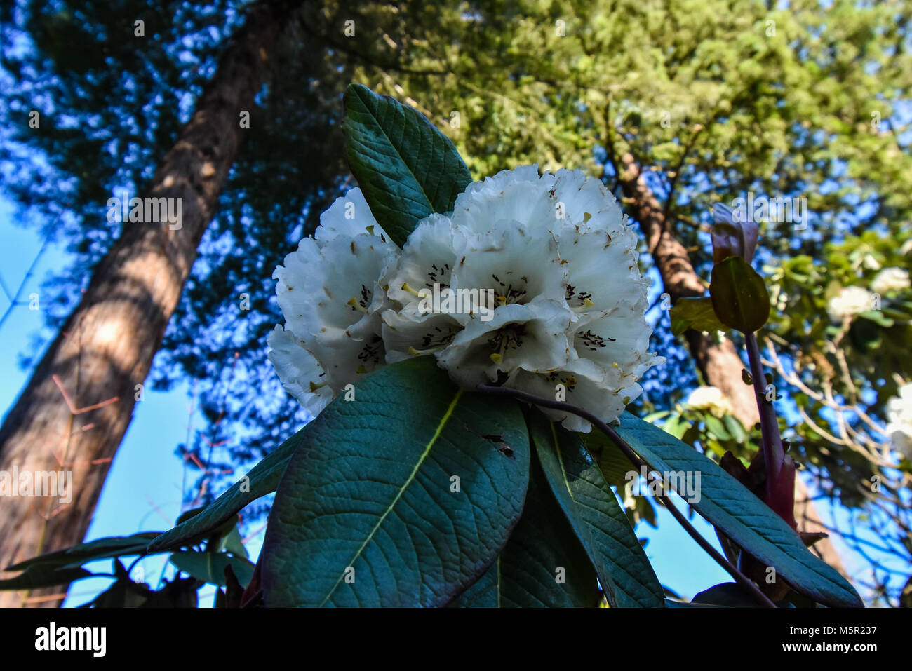 The Uc Berkeley Botanical Garden Is An Incredible Source Of