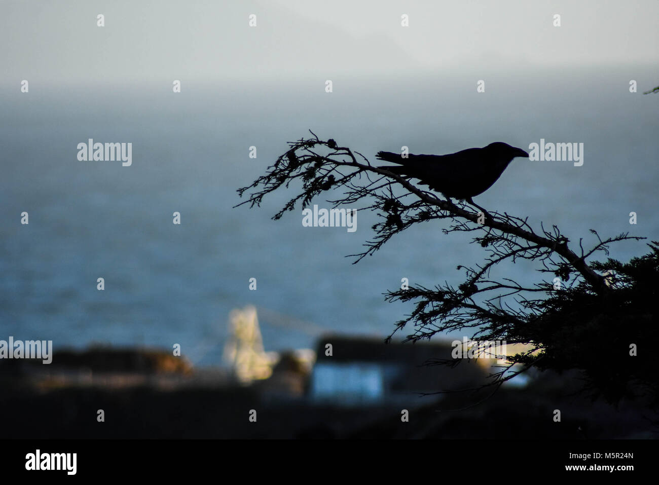Ravens are one of the many species of birds found in the Bay Area's beautiful Marin Headlands. Stock Photo