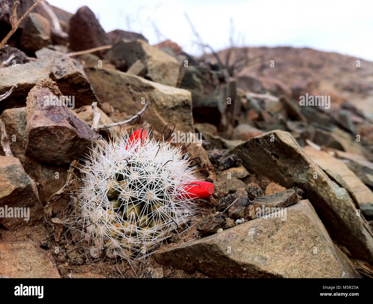 Common fishhook cactus (Mammillaria tetrancistra Stock Photo - Alamy