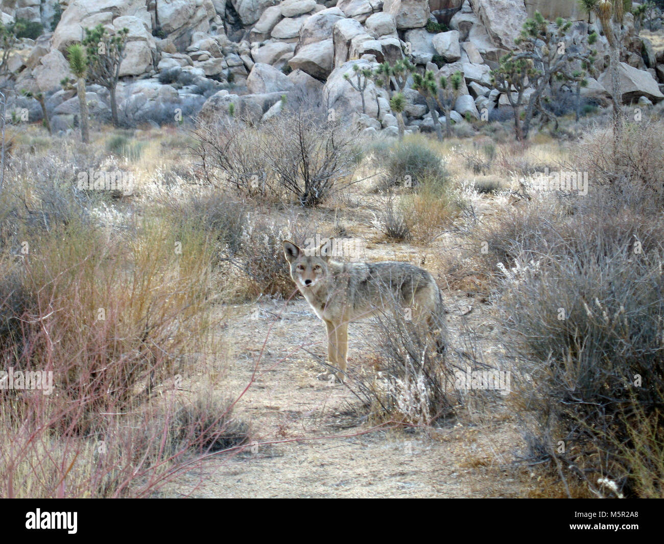 Arizona Coyotes – Prairie Wolf desert animals – Tjs Garden