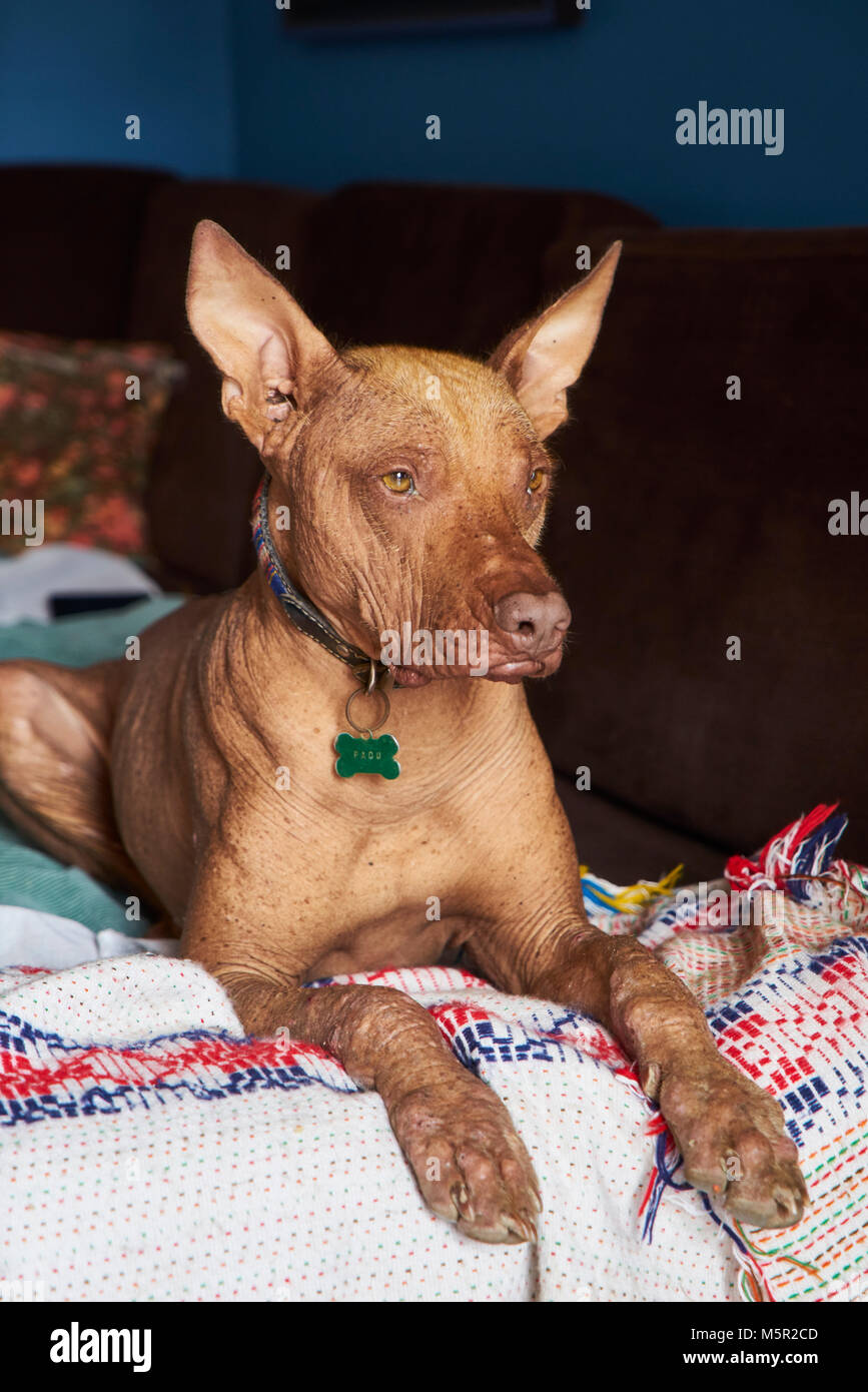 Large Peruvian Hairless Dog or Peruvian Inca Orchid dog, The dog may have short hair on top of its head, on its feet, and on the tip of its tail Stock Photo