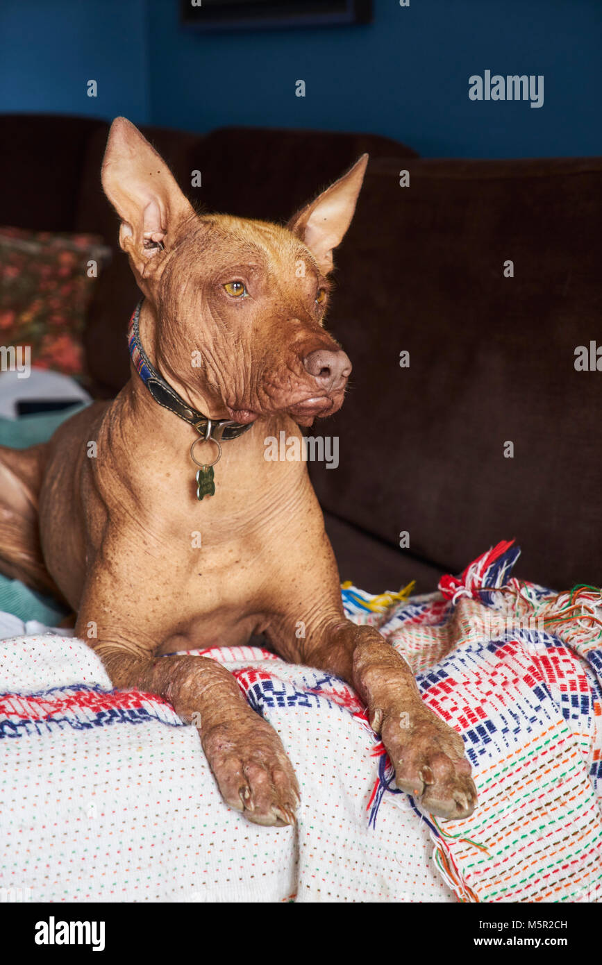 Large Peruvian Hairless Dog or Peruvian Inca Orchid dog, The dog may have short hair on top of its head, on its feet, and on the tip of its tail Stock Photo