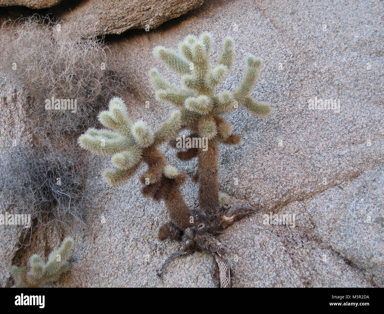 Cylindropuntia bigelovii, Lost Palms Oasis . Stock Photo