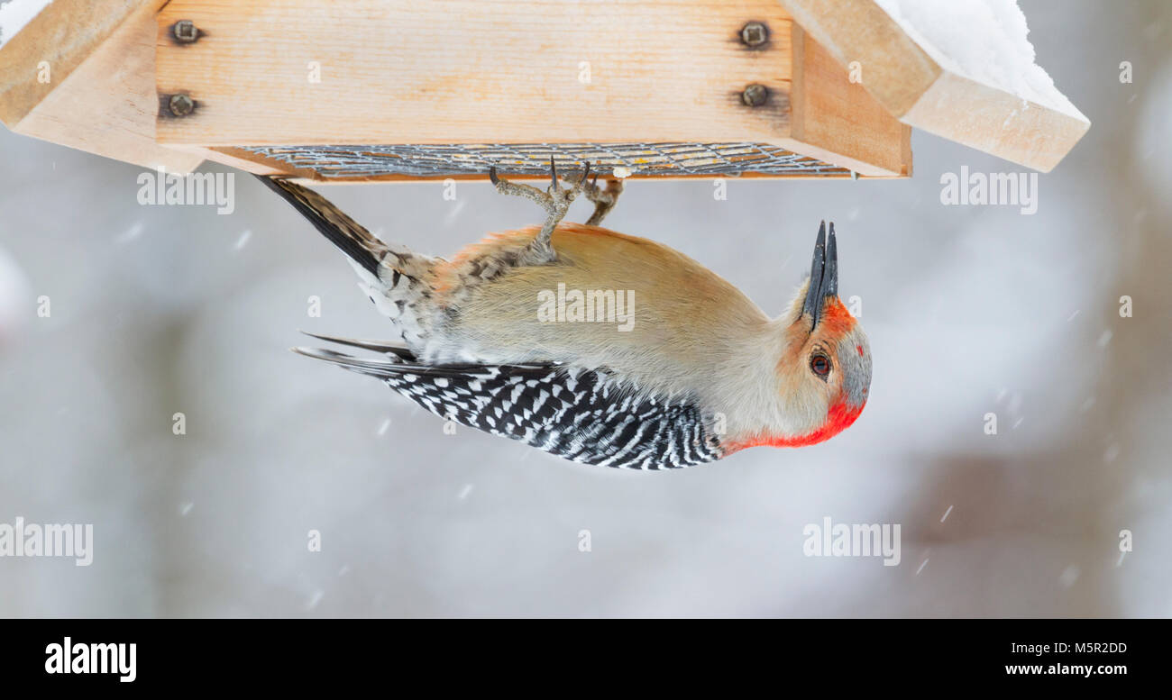 Red-bellied woodpecker (Melanerpes aurifrons) on feeder filled with suet Stock Photo