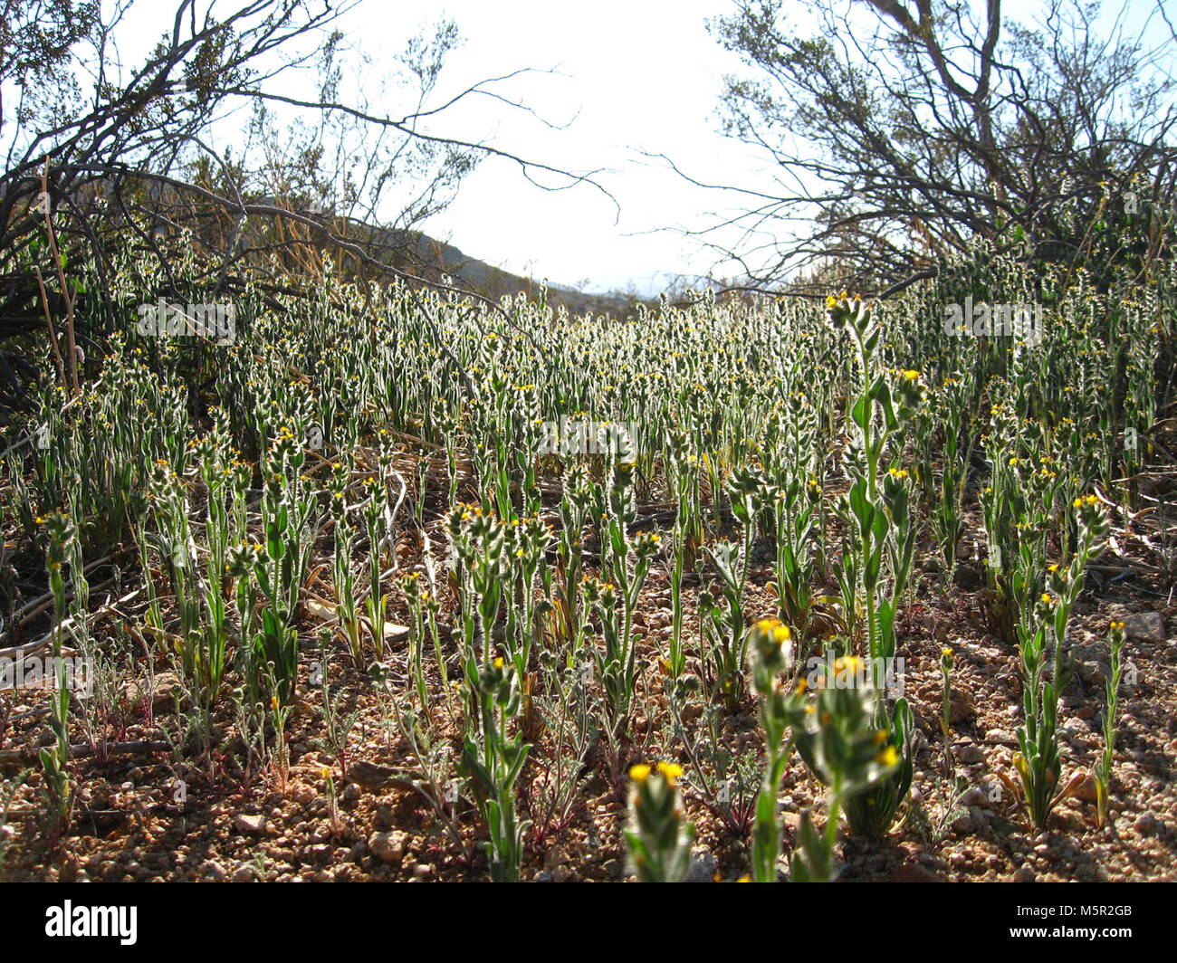 Desert fiddleneck (Amsinckia tessellata); Pine City Trail Stock Photo ...
