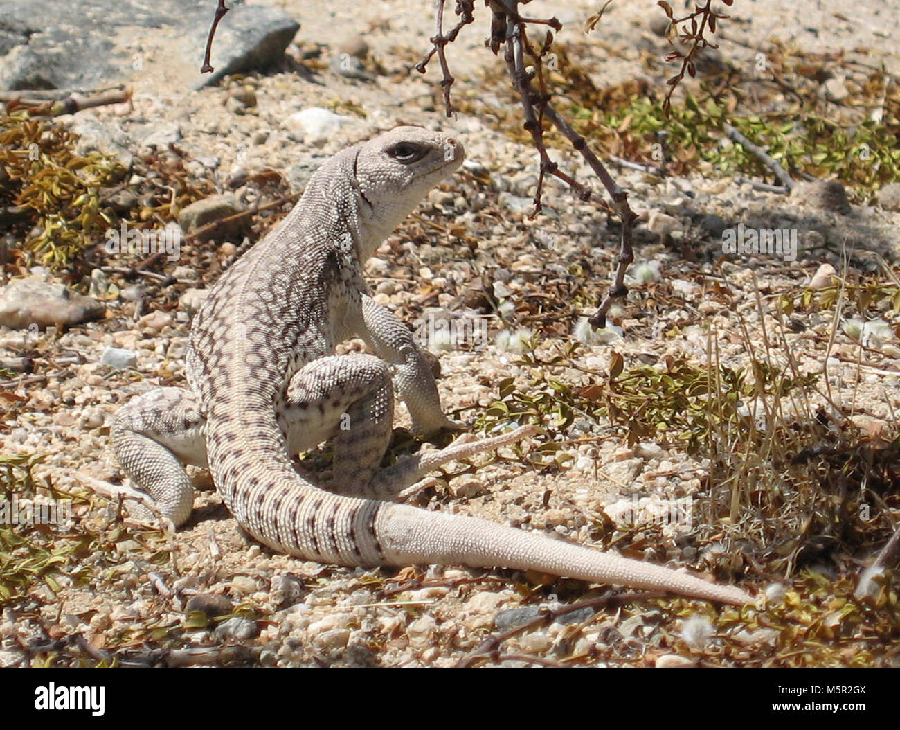 Desert Iguana (Dipsosaurus dorsalis); Cholla Cactus Garden Stock Photo ...