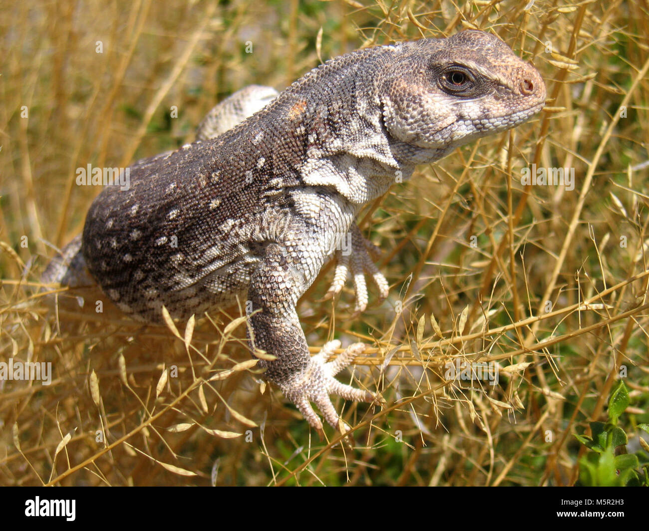 Desert iguana (Dipsosaurus dorsalis Stock Photo - Alamy