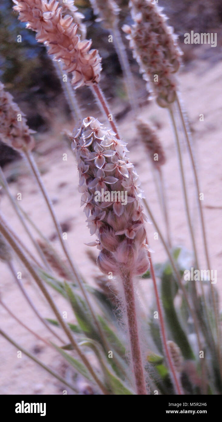 Desert indianwheat (Plantago Ovata Stock Photo - Alamy